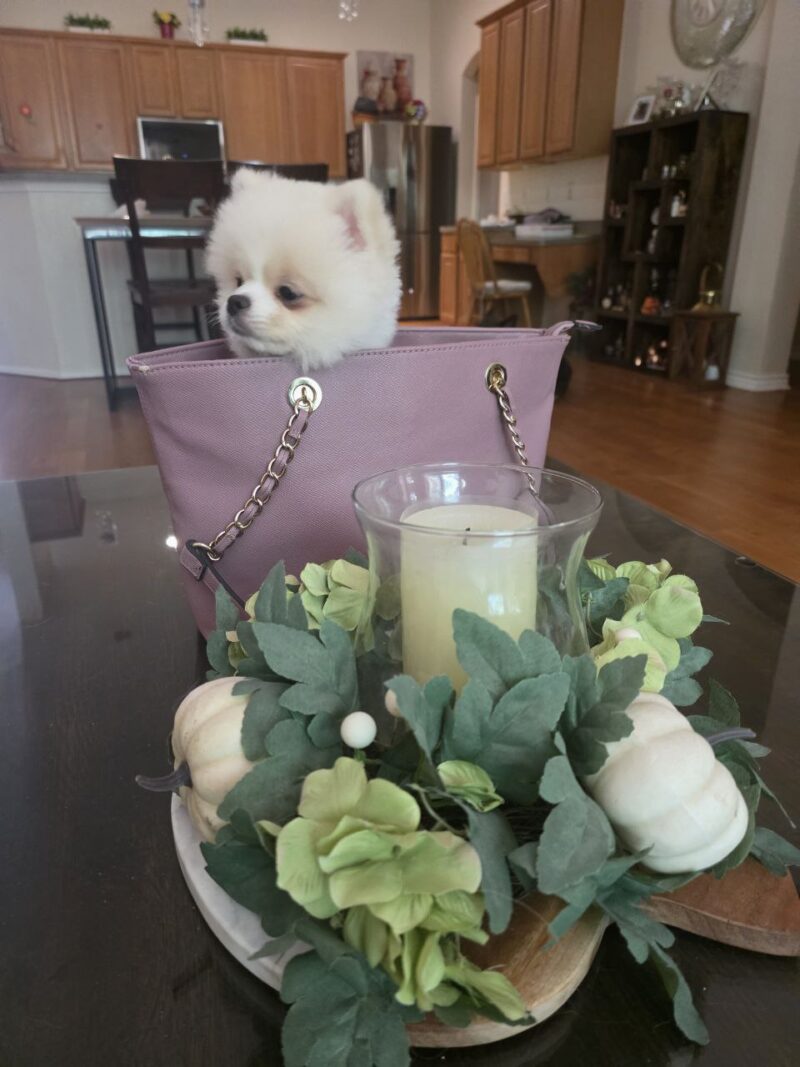 Coco - Image 5