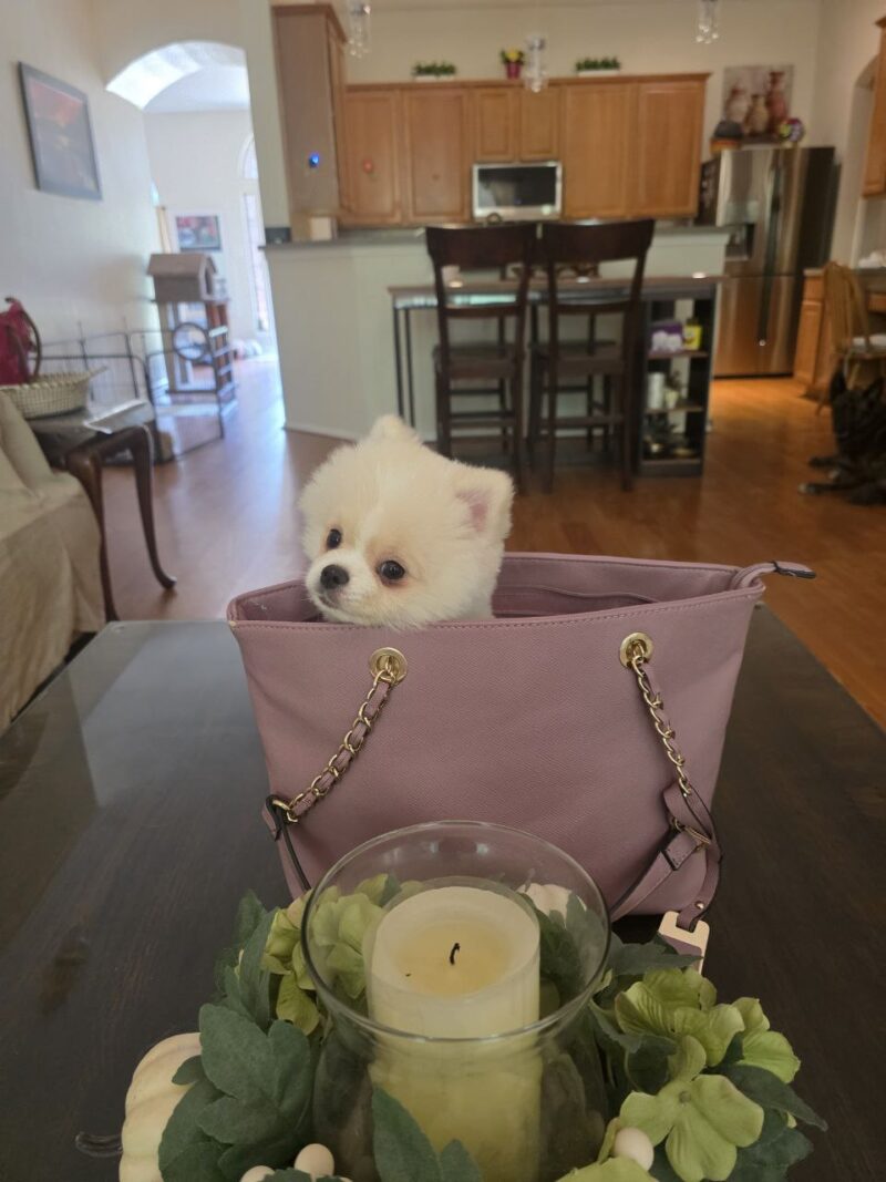 Coco - Image 7