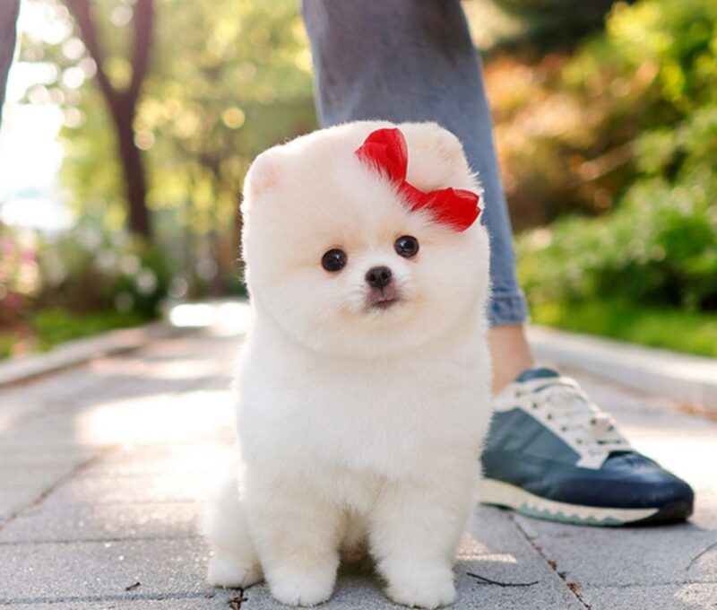 Coco - Image 2