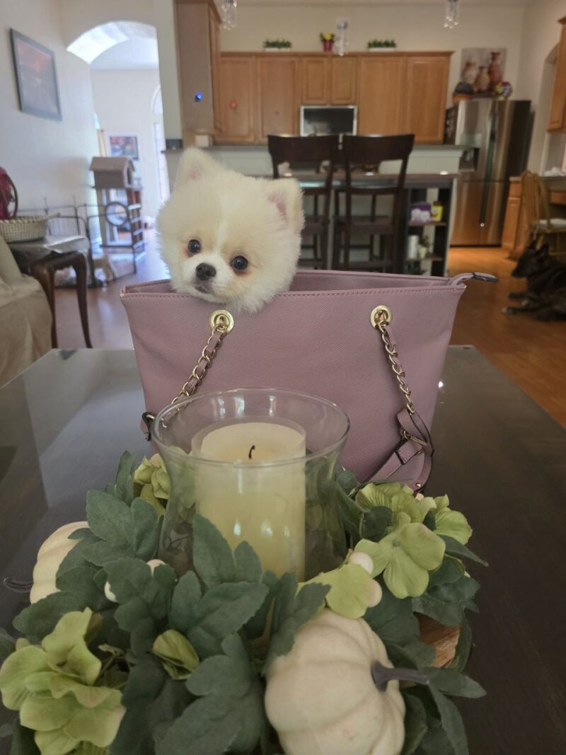 Coco - Image 9