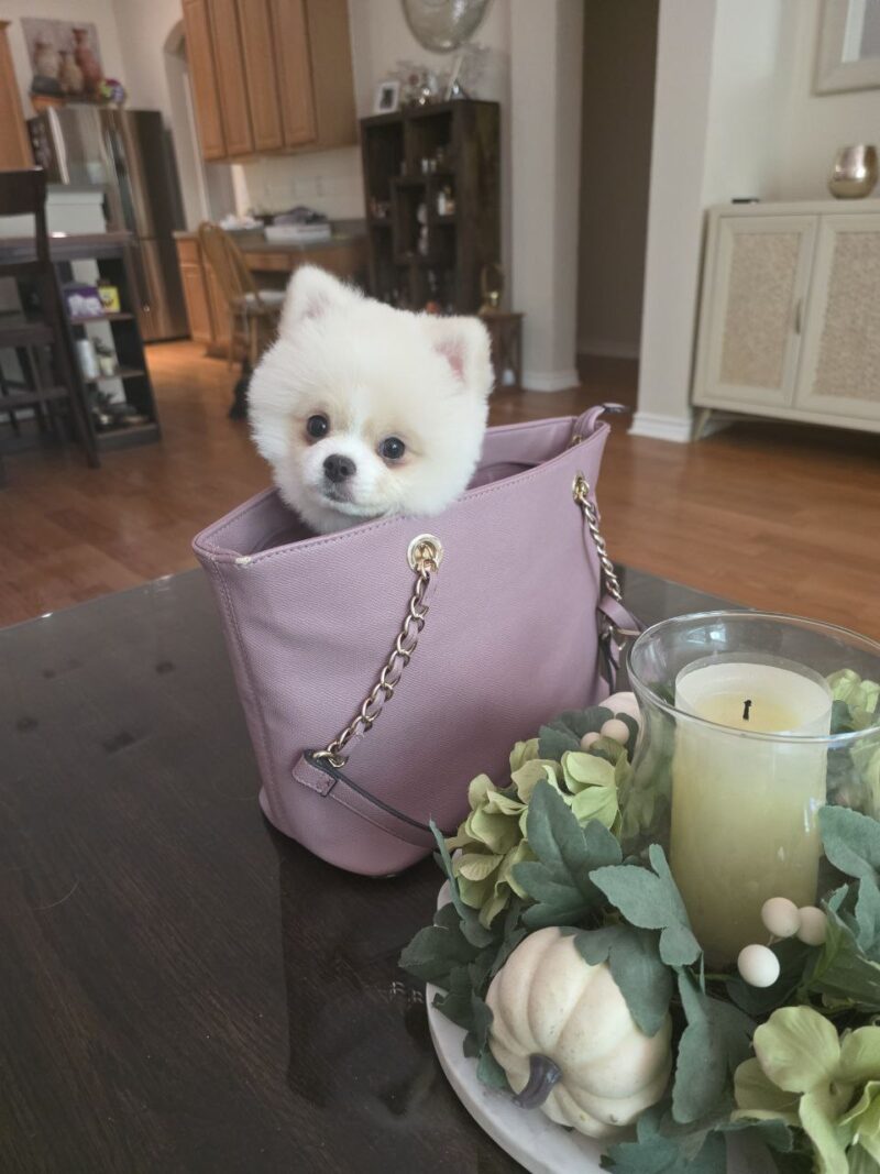Coco - Image 6