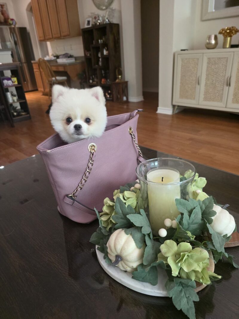 Coco - Image 8