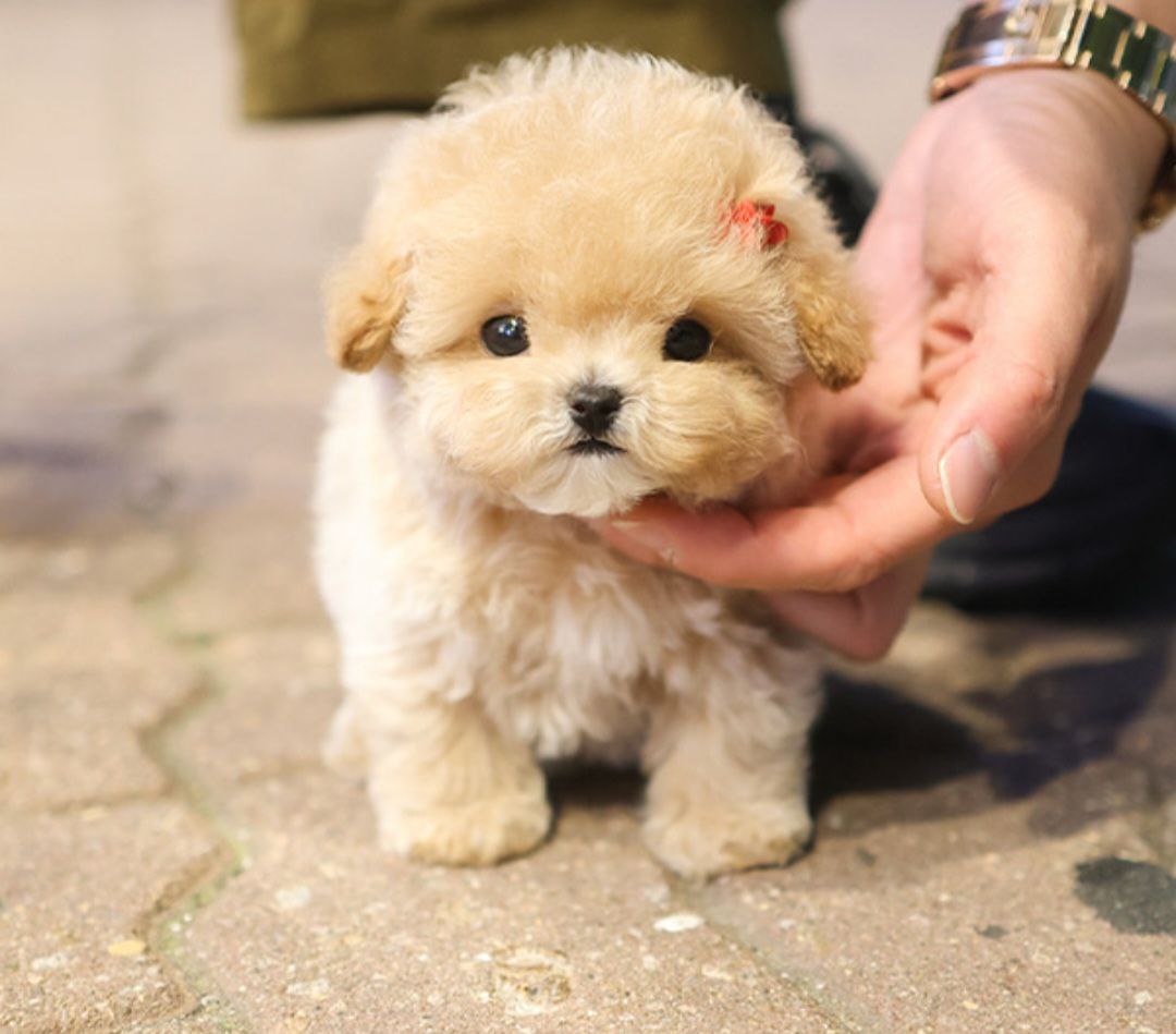 Poodle